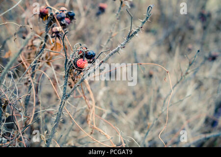 Ratatinées, froissé rose hips en hiver sur une branche sèche très épineux d'un rosier. Banque D'Images