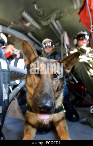 NAVAL AIR FACILITY ATSUGI, au Japon (13 novembre). 18, 2013) - Chien de travail militaire (MWD) Rex, du Naval Air Facility (NAF) Force de sécurité navale Atsugi, repose sur le pont d'un MH-60S Seahawk hélicoptère pendant un exercice de formation aérienne pour K-9 unités. La NAF Atsugi MWDs subissent une formation de préparation pour les futurs déploiements par accumulation de senteurs, de mouvement et l'impression d'équitation dans, et d'être autour d'hélicoptères. Banque D'Images