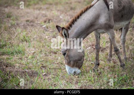 L'âne (Equus asinus) broute dans une ferme de Ganta, au Libéria Banque D'Images