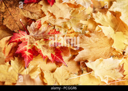 Belle image close up shot aux couleurs jaune rouge sec automne automne feuilles d'érable, automne, vue de dessus, une carte papier peint, background Banque D'Images