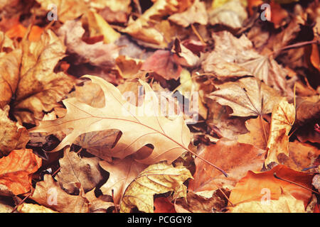 Belle feuille de chêne de couleur rouge à jaune à l'automne feuilles d'automne sur l'arrière-plan, saison d'automne, vue de dessus, une carte papier peint, tachée Banque D'Images