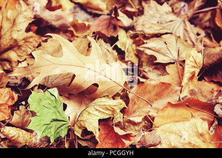 Belle feuille de chêne de couleur rouge à jaune à l'automne feuilles d'automne sur l'arrière-plan, saison d'automne, vue de dessus, une carte papier peint, tachée Banque D'Images