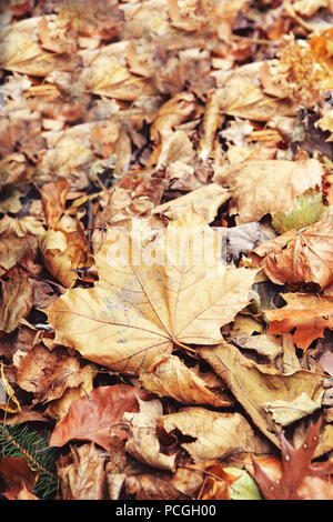 Beau portrait de feuille d'érable aux couleurs jaune rouge sec automne automne feuilles sur fond, automne, vue de dessus, le papier peint aux couleurs de la carte, wi Banque D'Images