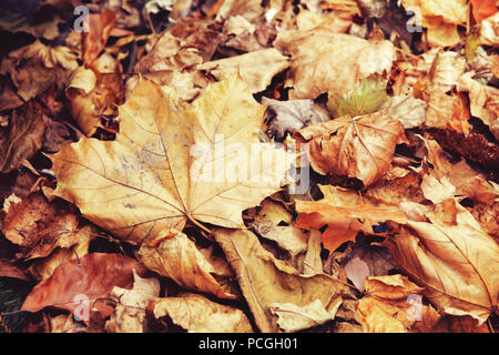 Beau portrait de feuille d'érable aux couleurs jaune rouge sec automne automne feuilles sur fond, automne, vue de dessus, le papier peint aux couleurs de la carte, wi Banque D'Images