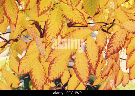 Belle image close up shot avec des feuilles d'automne automne sec jaune sur les branches d'arbres, automne, une carte papier peint, background, copyspac Banque D'Images