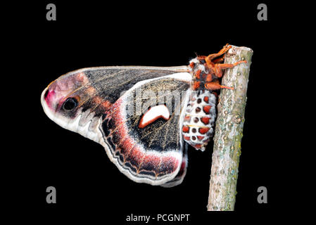 Papillon Hyalophora cecropia Cecropia silk - vue latérale d'une femelle sur une branche avec des ailes déployées, sur un fond noir. Banque D'Images