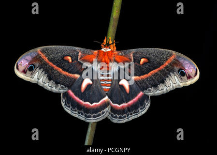 Papillon Hyalophora cecropia Cecropia silk - Vue de dessus d'une femelle sur une branche avec des ailes déployées, sur un fond noir. Banque D'Images