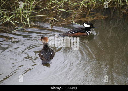 Un mâle et femelle harle couronné la natation dans un ruisseau le long de la banque avec l'herbe sur le bord Banque D'Images