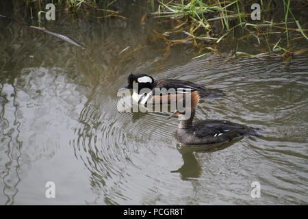 Un mâle et femelle harle couronné la natation dans un ruisseau le long de la banque avec l'herbe sur le bord Banque D'Images