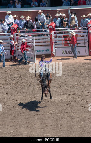 Saddle Bronc rider au Calgary Stampede Rodeo, Stampede, Calgary, Alberta, Canada Banque D'Images