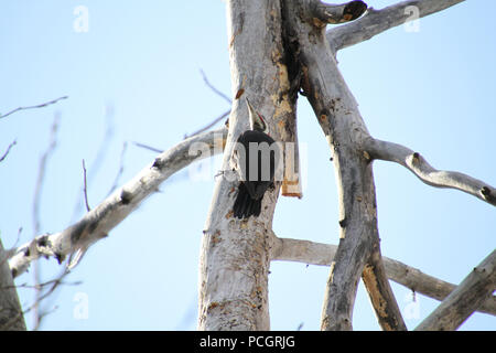 Un grand pic à la recherche d'insectes sur un arbre mort sur une journée ensoleillée Banque D'Images