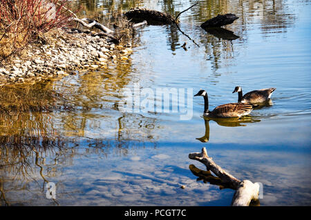 Paire de Bernaches du Canada (Branta canadensis)à Inglewood Bird Sanctuary, Calgary, Alberta, Canada. Banque D'Images