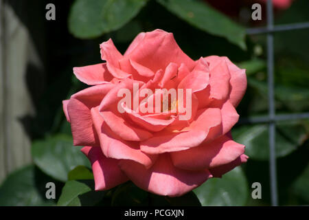 Une belle photo de une rose rose avec de belles pétales Banque D'Images