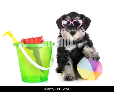 Chiot schnauzer nain in front of white background Banque D'Images