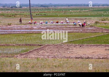 Les planteuses de riz travaillant dans les rizières de l'Inde Banque D'Images