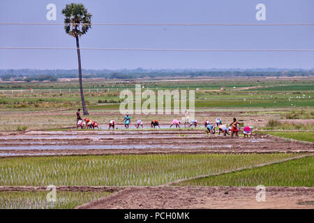 Les planteuses de riz travaillant dans les rizières de l'Inde Banque D'Images