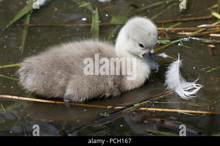 Libre d'un cygne muet cygnet natation Cygnus olor Abbotsbury Swannery Dorset Banque D'Images