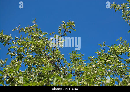 La maturation des pommes sur un arbre et ciel bleu Suède en Juillet Banque D'Images