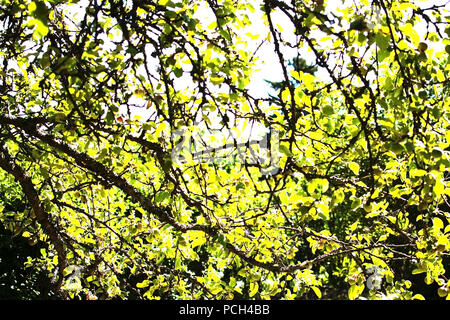 Apple tree branches attraper la lumière et ciel bleu Suède en Juillet Banque D'Images