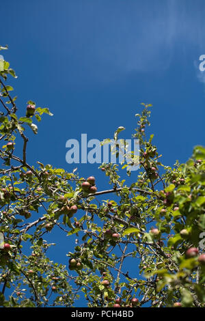 La maturation des pommes sur un arbre et ciel bleu Suède en Juillet Banque D'Images