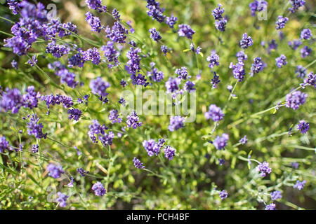 Floraison lavande pourpre dans un jardin libre de Suède en juillet. Banque D'Images