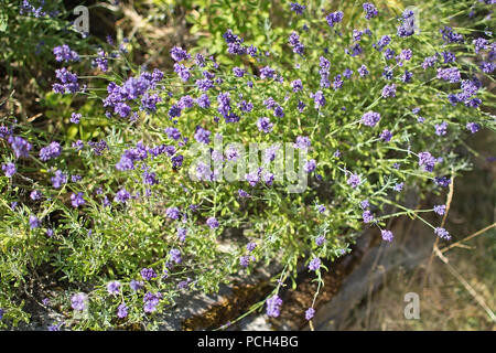 Floraison lavande pourpre dans un jardin libre de Suède en juillet. Banque D'Images