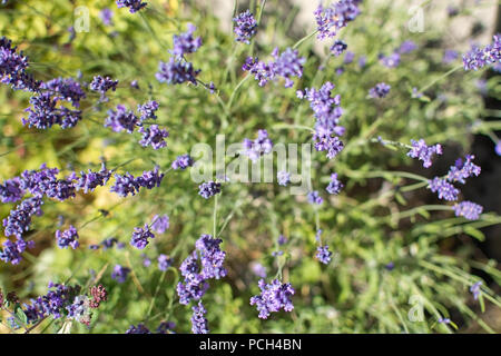 Floraison lavande pourpre dans un jardin libre de Suède en juillet. Banque D'Images