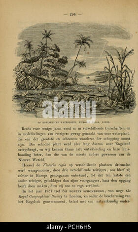 Album der Natuur (page 294) Banque D'Images