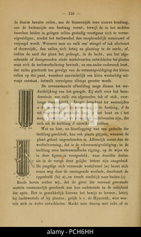 Album der Natuur (page 156) Banque D'Images