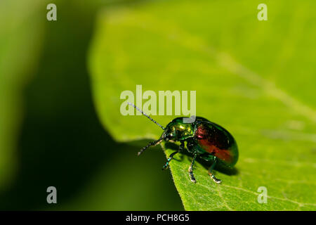 L'apocyn leaf beetle - Chrysochus auratus Banque D'Images