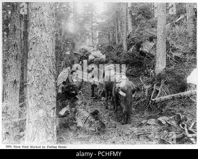 Alaska)- Piste Dyea bloqué par cheval chute Banque D'Images
