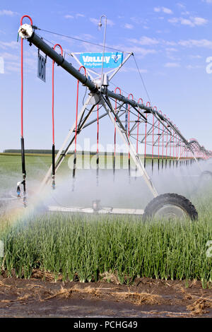 Irrigation pivot central fonctionnant à Walla Walla Onion Field 'Allium cesp'. Banque D'Images