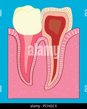 Affiche transversale d'une dent humaine. Médecine, dentisterie .Vector Illustration de Vecteur