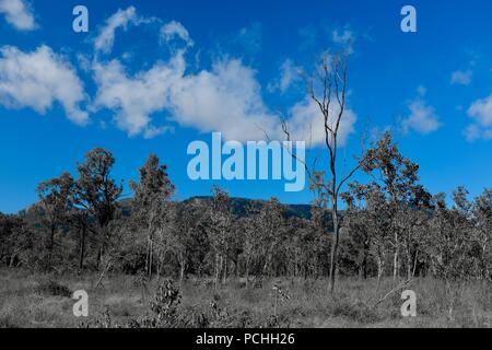 Arbres noir et blanc contre un fond de ciel bleu, Townsville, Queensland, Australie Banque D'Images