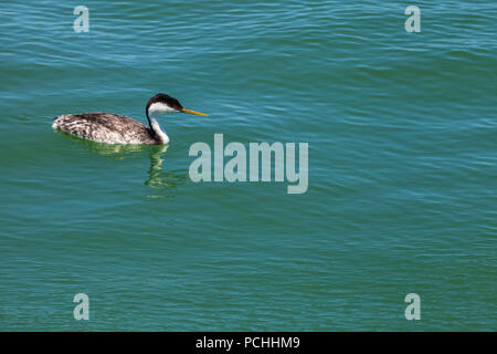Grèbe élégant (Aechmophorus occidentalis) au littoral de San Francisco, California, United States. Banque D'Images