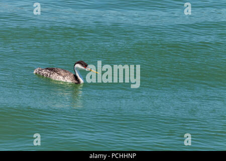 Grèbe élégant (Aechmophorus occidentalis) au littoral de San Francisco, California, United States. Banque D'Images