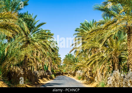 Road à oasis à Tamacine, Algérie Banque D'Images