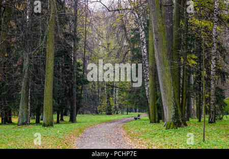 Forêt d'automne à Saint Pétersbourg, Russie. L'automne à Saint-Pétersbourg Russie est magnifique et l'atmosphère en raison de son âge d'or de l'automne. Banque D'Images