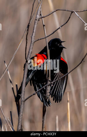 Mâle, rouge-noir ailé Oiseau (Agelaius phoeniceus) perché sur une branche d'arbre le chant. Banque D'Images