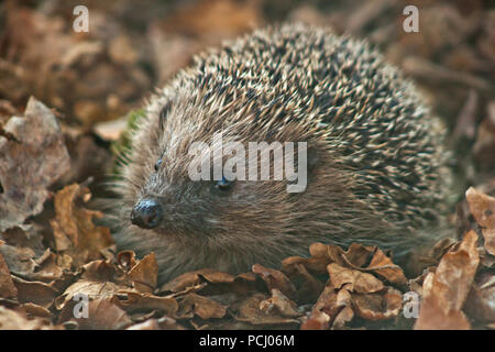 British Hedgehog Banque D'Images