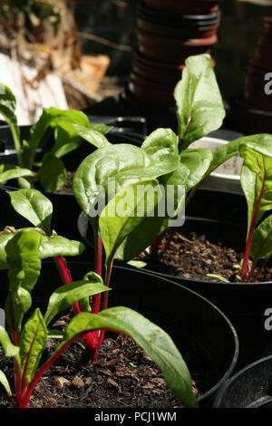 Feuilles de blettes dans des pots de plus en plus Banque D'Images