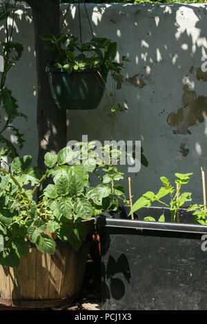 De plus en plus de légumes dans des pots Banque D'Images