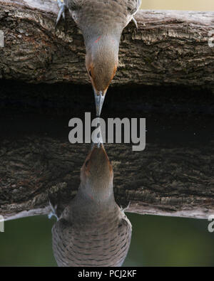 Le Pic flamboyant (Colaptes auratus) Eau potable Banque D'Images