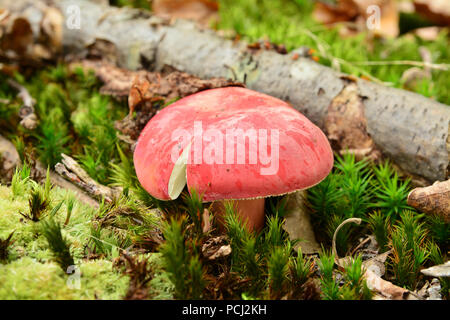 Russula sanguinaria mushroom, communément connu sous le nom de bloody brittlegill Banque D'Images