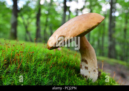 Boletus reticulatus, également connu sous le nom de boletus aestivalis ou l'été, champignons bolets du SCEP sur le terrain Banque D'Images