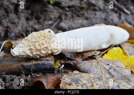 Le Phallus impudicus mushroom sur le terrain, commune phalle impudique Banque D'Images