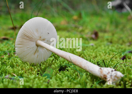 L'amanita vaginata, la grisette, champignons sur le terrain Banque D'Images