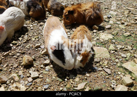 Les cochons mangeant de pelouse sur sunny day Banque D'Images