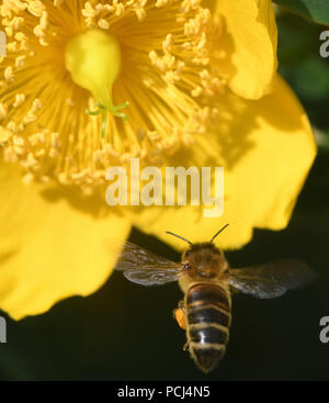 Une abeille (Apis mellifera) avec des corbeilles à pollen, corbiculae, bien chargé avec des approches du pollen d'une fleur jaune Hypericum. Bedgebury Forêt, Hawkhur Banque D'Images