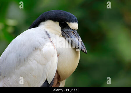 Boat-billed Heron, adulte, l'Amérique du Sud, (Cochlearius cochlearius) Banque D'Images